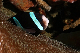 Bali 2016 - Saddleback anemonefish - Poisson clown a selle de cheval - Amphiprion polymmus - IMG_5904_rc